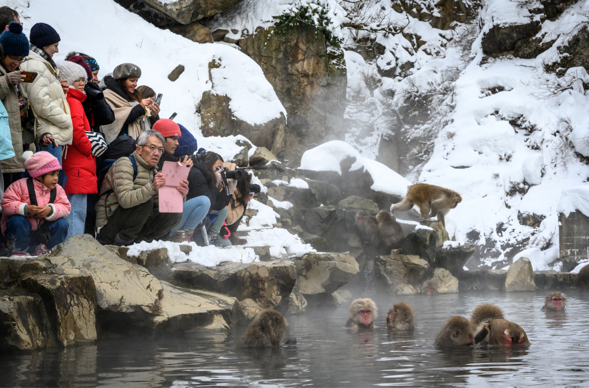 doi-net-ve-cong-vien-Jigokudani-Snow-Monkey